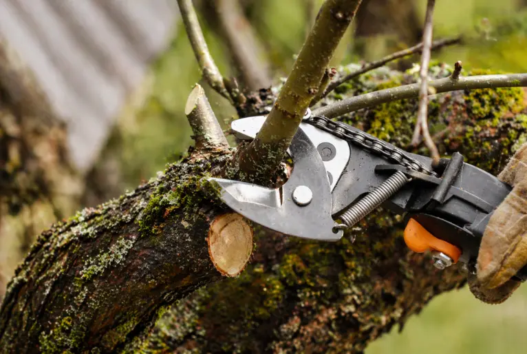 tree service near me Honolulu