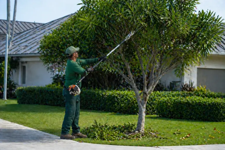 Tree Trimming Contractors in Honolulu