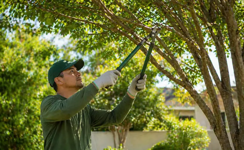 palm tree trimming in honolulu