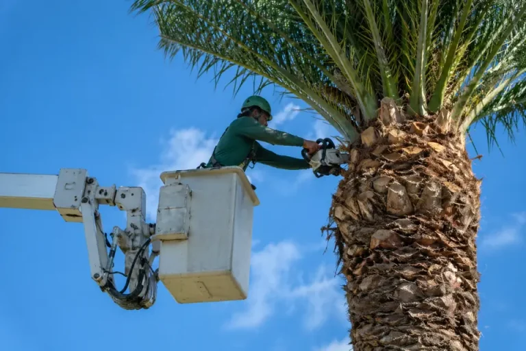 Tree Removal Honolulu Oahu