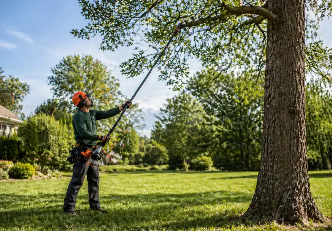 commercial tree service in Honolulu Hawaii