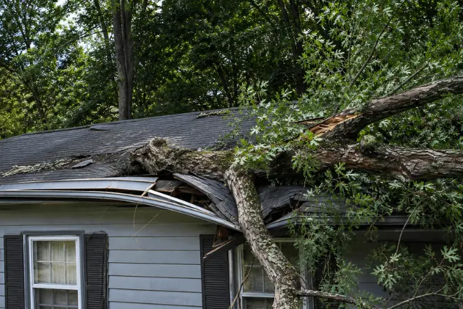 Emergency Tree Service Near Me in Honolulu Oahu Island
