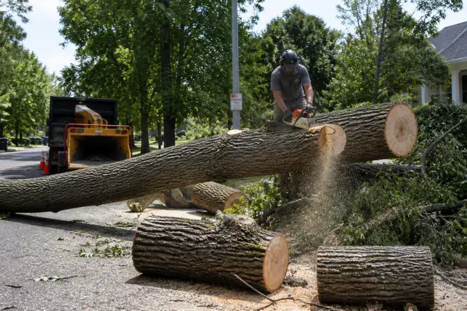 Emergency Tree Removal Honolulu Hawaii