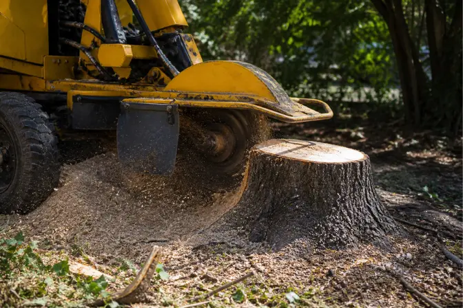 Removal of Tree Stumps in Honolulu