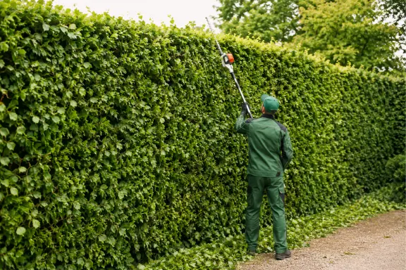 Tree Maintenance Company in Honolulu