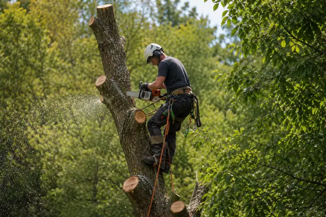 Tree Maintenance Company in Honolulu Oahu