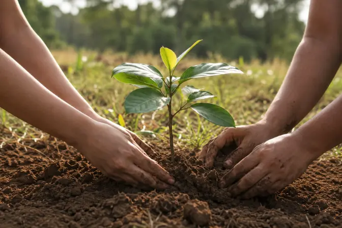 Tree Planting Oahu Hawaii